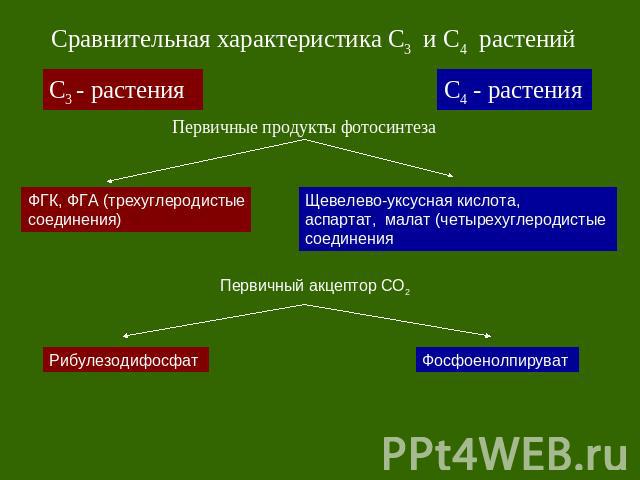 Сравнительная характеристика С3 и С4 растений Первичные продукты фотосинтеза Первичный акцептор СО2