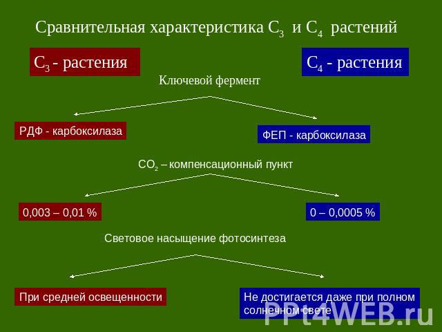 Сравнительная характеристика С3 и С4 растений Ключевой фермент СО2 – компенсационный пункт Световое насыщение фотосинтеза