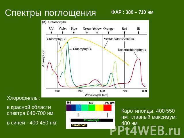 Спектры поглощения ФАР : 380 – 710 нм Хлорофиллы: в красной области спектра 640-700 нмв синей - 400-450 нм Каротиноиды: 400-550 нм главный максимум: 480 нм