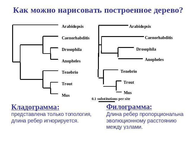 Как можно нарисовать построенное дерево? Кладограмма: представлена только топология, длина ребер игнорируется. Филограмма:Длина ребер пропорциональна эволюционному расстоянию между узлами.