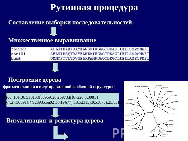 Рутинная процедура Составление выборки последовательностей Множественное выравнивание Построение дерева фрагмент записи в виде правильной скобочной структуры: Визуализация и редактура дерева