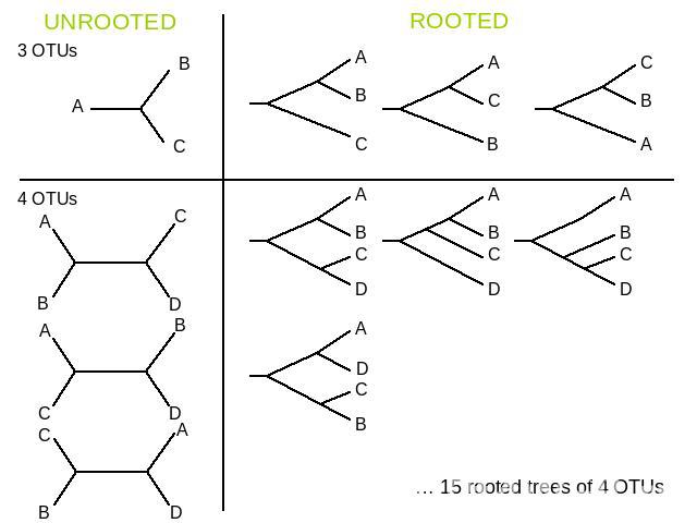 UNROOTED ROOTED … 15 rooted trees of 4 OTUs