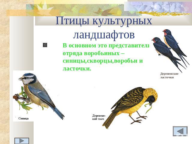 Птицы культурных ландшафтов В основном это представители отряда воробьиных – синицы,скворцы,воробьи и ласточки.