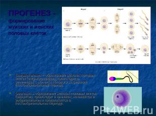ПРОГЕНЕЗ - формирование мужских и женских половых клеток Сперматогенез – образов