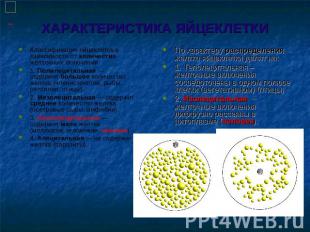 ХАРАКТЕРИСТИКА ЯЙЦЕКЛЕТКИ Классификация яйцеклеток в зависимости от количества ж