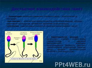 Дистантное взаимодействие гамет 1. Капацитация (активация движения) сперматозоид