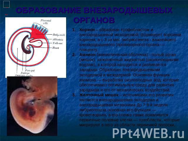 ОБРАЗОВАНИЕ ВНЕЗАРОДЫШЕВЫХ ОРГАНОВ Хорион – образован трофобластом и внезародышевой мезодермой; формирует ворсинки хориона, а с 3-го мес эмбриогенеза - важнейшего внезародышевого (провизорного) органа — плаценту.Амнион (амниотическая оболочка) - пол…