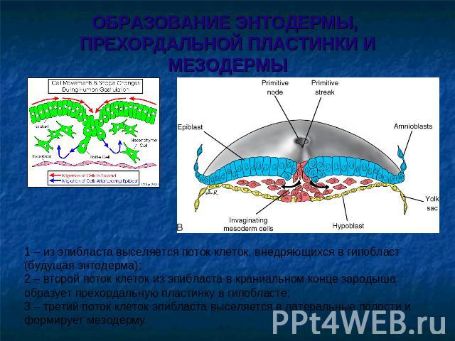 ОБРАЗОВАНИЕ ЭНТОДЕРМЫ, ПРЕХОРДАЛЬНОЙ ПЛАСТИНКИ И МЕЗОДЕРМЫ 1 – из эпибласта выселяется поток клеток, внедряющихся в гипобласт (будущая энтодерма);2 – второй поток клеток из эпибласта в краниальном конце зародыша образует прехордальную пластинку в ги…