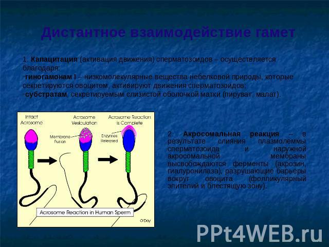 Дистантное взаимодействие гамет 1. Капацитация (активация движения) сперматозоидов – осуществляется благодаря:гиногамонам I низкомолекулярные вещества небелковой природы, которые секретируются овоцитом, активируют движения сперматозоидов;субстратам,…