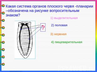 Какая система органов плоского червя -планарии –обозначена на рисунке вопросител