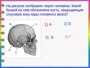 На рисунке изображен череп человека. Какой буквой на нем обозначена кость, защищ