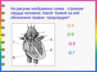 На рисунке изображена схема строения сердца человека. Какой буквой на ней обозна