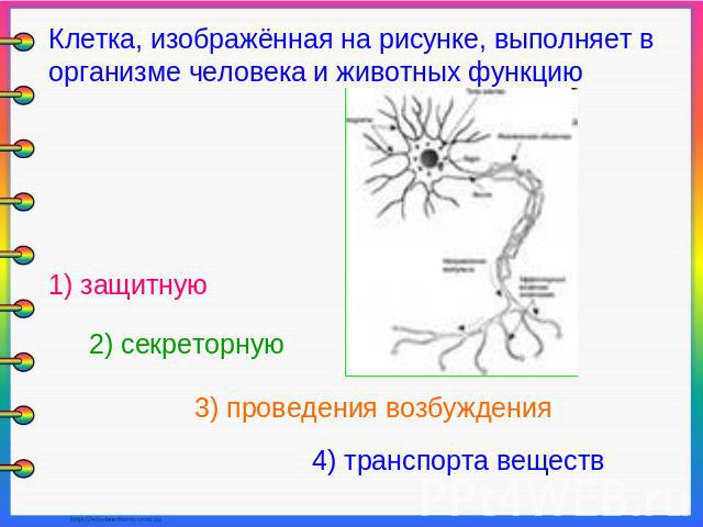 Клетка, изображённая на рисунке, выполняет в организме человека и животных функцию 1) защитную 2) секреторную 3) проведения возбуждения 4) транспорта веществ