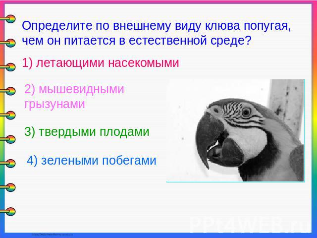 Определите по внешнему виду клюва попугая, чем он питается в естественной среде? 1) летающими насекомыми 2) мышевидными грызунами 3) твердыми плодами 4) зелеными побегами