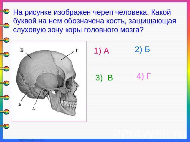 На рисунке изображен череп человека. Какой буквой на нем обозначена кость, защищающая слуховую зону коры головного мозга? 1) А 2) Б 3) В 4) Г