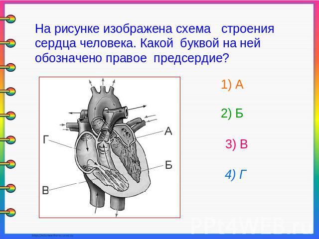 На рисунке изображена схема строения сердца человека. Какой буквой на ней обозначено правое предсердие? 1) А 2) Б 3) В 4) Г