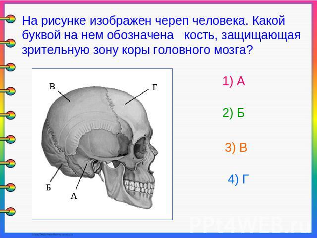 На рисунке изображен череп человека. Какой буквой на нем обозначена кость, защищающая зрительную зону коры головного мозга? 1) А 2) Б 3) В 4) Г