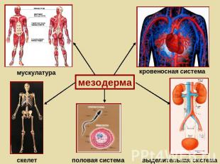 мускулатура скелет мезодерма половая система кровеносная система выделительная с