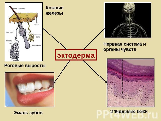 Кожныежелезы Роговые выросты Эмаль зубов эктодерма Нервная система и органы чувств Эпидермис кожи