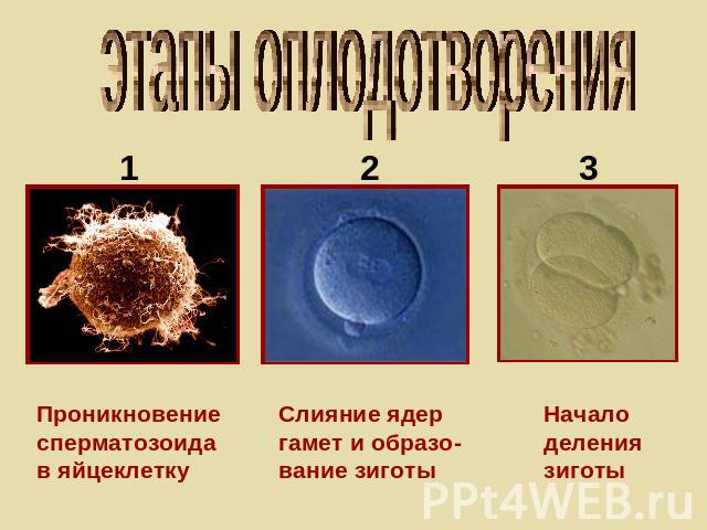 этапы оплодотворения Проникновениесперматозоидав яйцеклетку Слияние ядергамет и образо-вание зиготы Начало делениязиготы