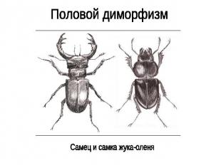 Половой диморфизм Самец и самка жука-оленя