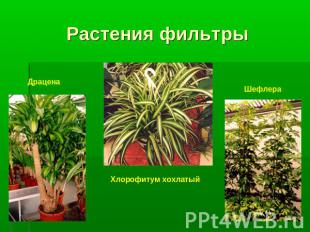 Растения фильтры