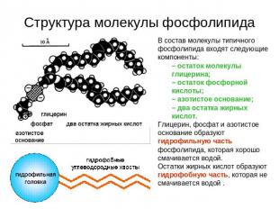 Структура молекулы фосфолипида В состав молекулы типичного фосфолипида входят сл