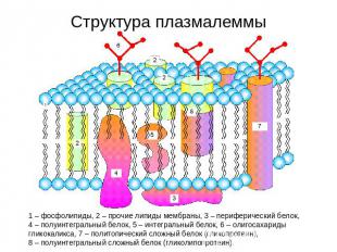 Структура плазмалеммы 1 – фосфолипиды, 2 – прочие липиды мембраны, 3 – периферич