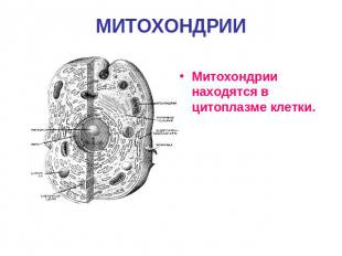 МИТОХОНДРИИ Митохондрии находятся в цитоплазме клетки.