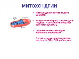 МИТОХОНДРИИ Митохондрии состоят из двух мембран.Наружняя мембрана митохондрий гл