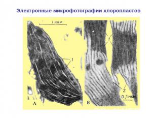 Электронные микрофотографии хлоропластов