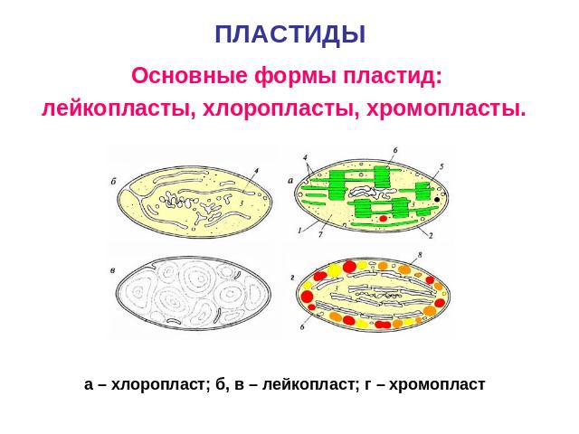 Основные формы пластид:лейкопласты, хлоропласты, хромопласты. а – хлоропласт; б, в – лейкопласт; г – хромопласт