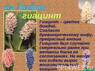 сем. Лилейные Гиацинт – цветок дождей.Согласно древнегреческому мифу, прекрасный