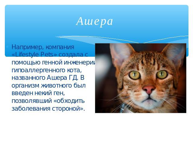 Ашера Например, компания «Lifestyle Pets» создала с помощью генной инженерии гипоаллергенного кота, названного Ашера ГД. В организм животного был введен некий ген, позволявший «обходить заболевания стороной».