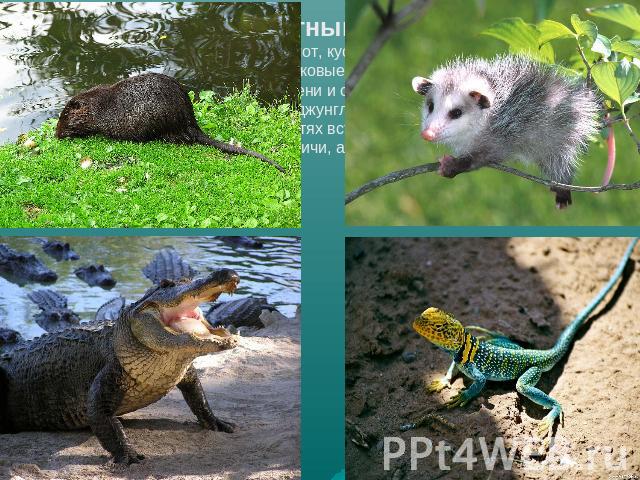 Животный мир В Венесуэле водятся ягуар, пума, оцелот, кустарниковая собака, близкая к куницам тайра, выдры, обезьяны, свинковые, нутрия, цепкохвостый дикобраз, тапир и пекари. Встречаются также олени и опоссумы. Во многих реках обычны крокодилы, алл…