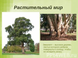 Растительный мир Эвкалипт – высокое дерево, листья которого ребром повернуты к с