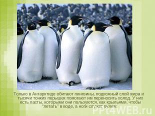 Только в Антарктиде обитают пингвины, подкожный слой жира и тысячи тонких перыше