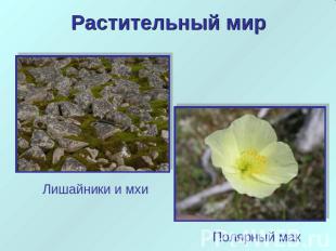 Растительный мир Лишайники и мхи Полярный мак