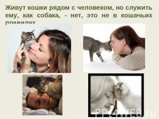 Живут кошки рядом с человеком, но служить ему, как собака, - нет, это не в кошач