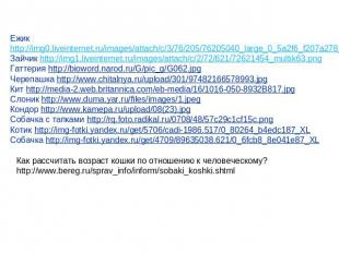 Ежик http://img0.liveinternet.ru/images/attach/c/3/76/205/76205040_large_0_5a2f6