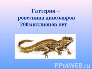 Гаттерия – ровесница динозавров 200миллионов лет