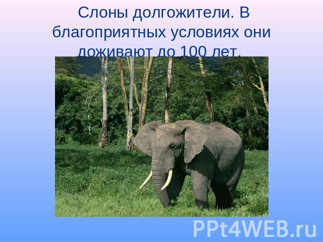 Слоны долгожители. В благоприятных условиях они доживают до 100 лет.