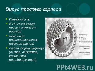 Вирус простого герпеса Пантропность2-ое место среди причин смерти от вирусовтота