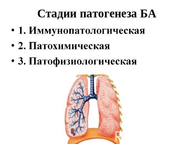 Стадии патогенеза БА 1. Иммунопатологическая2. Патохимическая3. Патофизиологическая