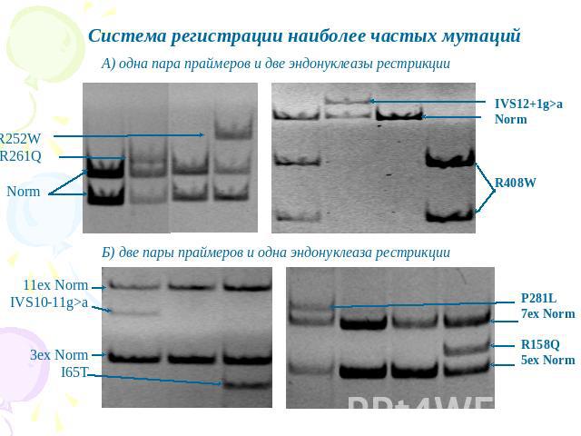 Система регистрации наиболее частых мутаций А) одна пара праймеров и две эндонуклеазы рестрикции Б) две пары праймеров и одна эндонуклеаза рестрикции