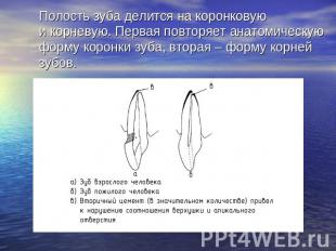 Полость зуба делится на коронковую и корневую. Первая повторяет анатомическую фо