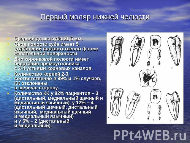 Первый моляр нижней челюсти Средняя длина зуба 21,5 мм. Свод полости зуба имеет 5 углублений соответственно форме жевательной поверхностиДно коронковой полости имеет очертания прямоугольника с 2-4 устьями корневых каналов.Количество корней 2-3, соот…