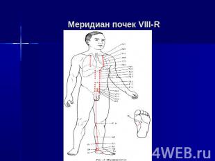 Меридиан почек VIII-R