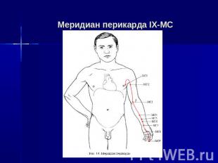 Меридиан перикарда IX-MC