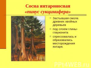 Сосна янтароносная«пинус сукцинифера» Застывшая смола древних хвойных деревьевпо